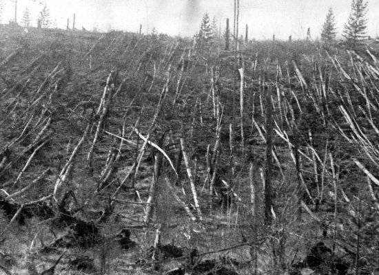 Trees downed by the 1908 Tunguska blast in Siberia