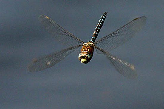A modern species of dragonfly