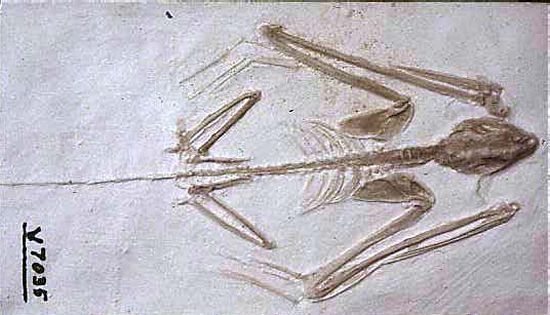 Earliest known bat fossil