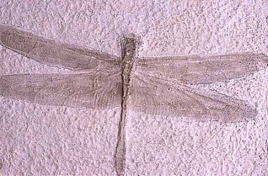 Fossil of an early dragonfly, one of the first flying insects