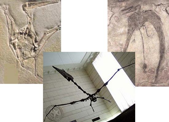 Fossil remains of pterosaurs, including a Quetzalcoatlus