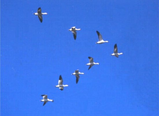 Boeing, NASA look to flying geese in chase for jet-fuel savings
 
  